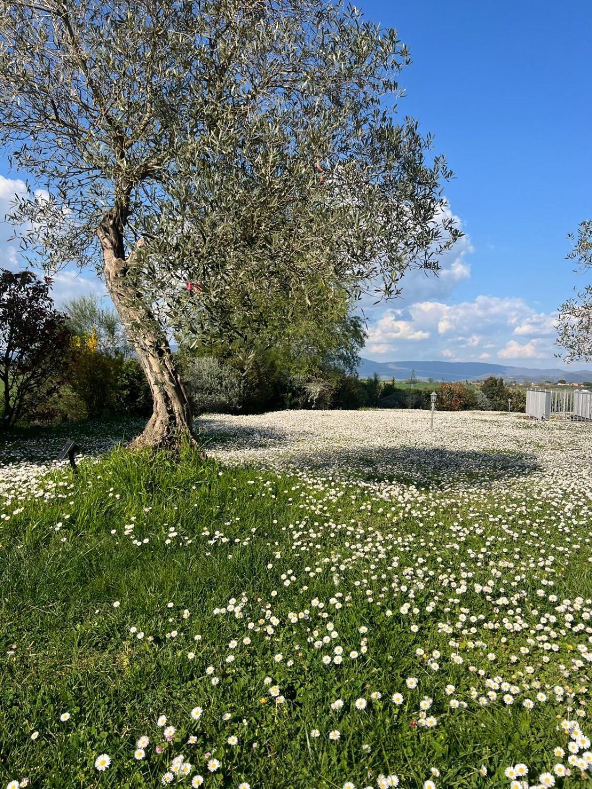Villa Bellora 코르토나 외부 사진